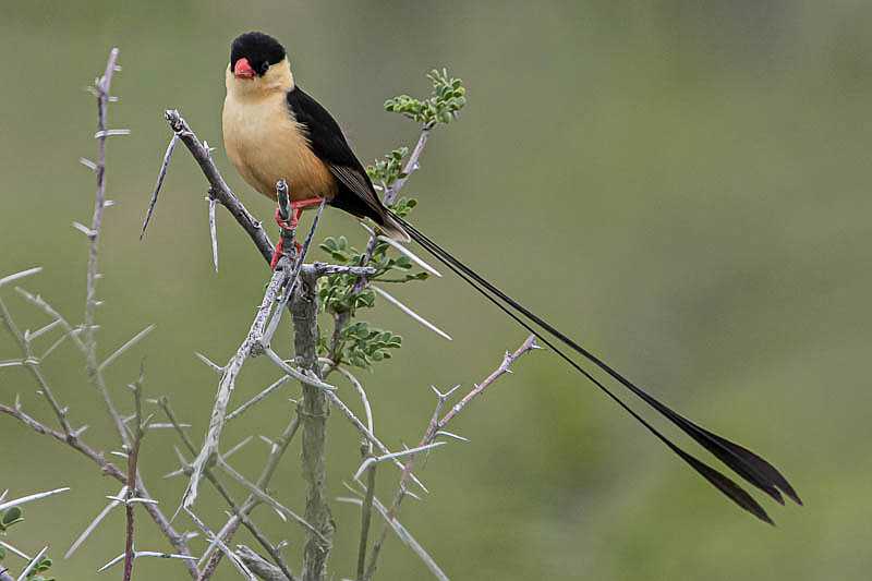 Shaft-tailed Whydah-0779.jpg